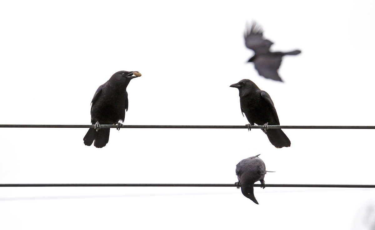 Crows Hold Funerals For Their Dead 