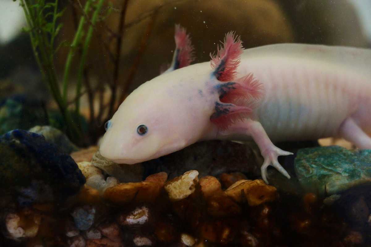 Animals Next Door: Biodiversity in Mexico City Animals Next Door: Biodiversity in Mexico City